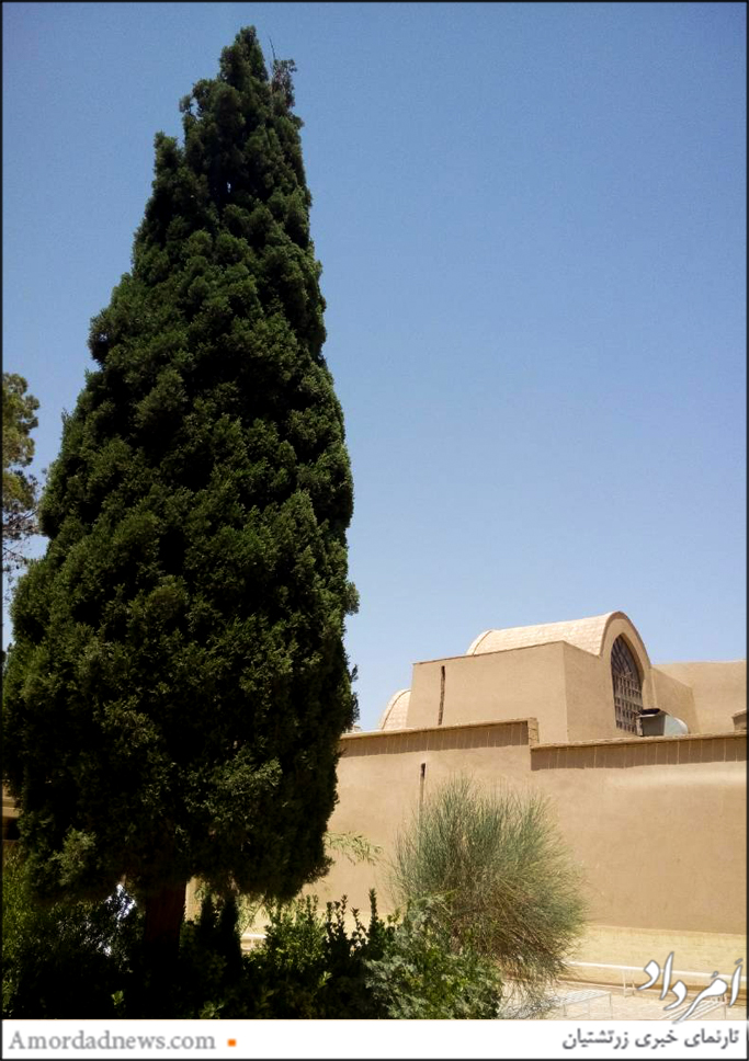 در بخشی دیگر از نیایشگاه درخت سرو کهنسالی وجود دارد