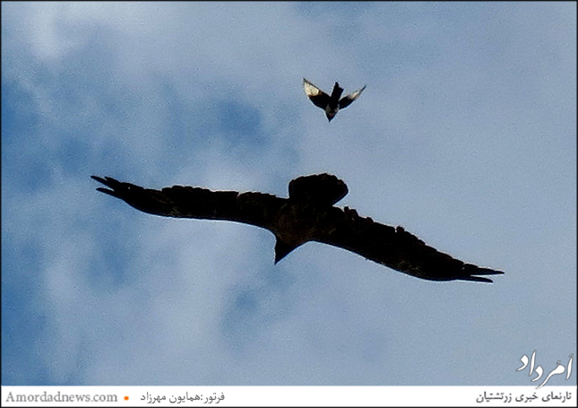 عقابهای کوه خشچال دریاچه اوان و الموت قزوین