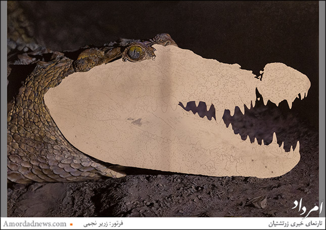 &laquo;گاندو&raquo; (نیمه تکمیل)، اثر شمس خلیلی