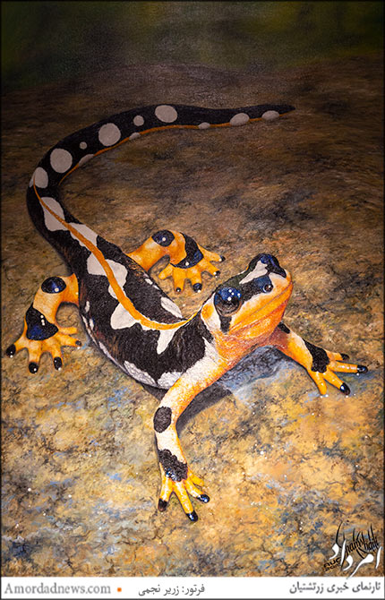 &laquo;سمندر لرستانی&raquo;، اثر شمس خلیلی