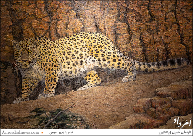 پلنگ ایرانی (بزرگ&zwnj;ترین گربه&zwnj;سان این سرزمین)