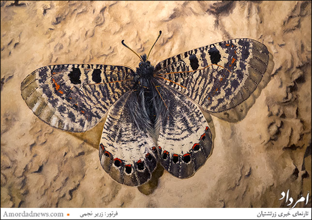 &laquo;پروانهٔ بستانچی&raquo;، اثر امید بختیاری