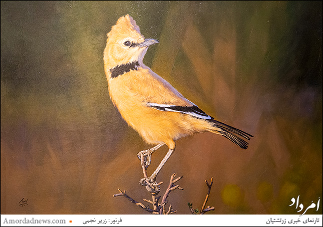 &laquo;زاغ&zwnj;بور&raquo; تنها پرندهٔ اندمیک (بوم&zwnj;زاد) ایران - نقاشی شده توسط آقای امید بختیاری