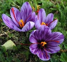 گل زعفران