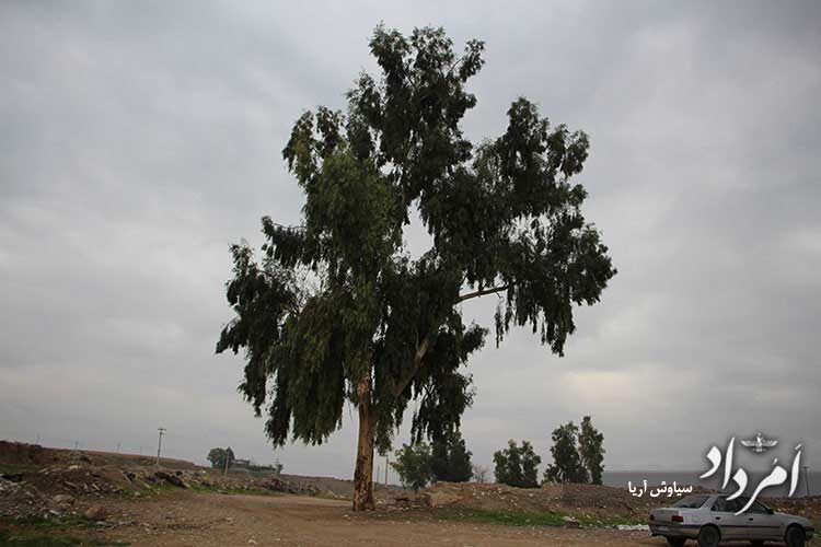 درختی کهنسال در ابتدای ورودی به پل ساسانیان که به باور بومیان بیش از 100 سال دارد
