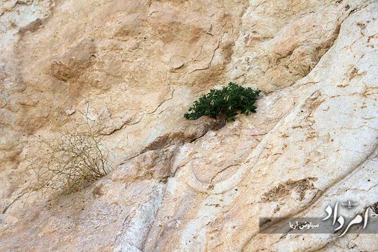 گل سنگ هایی که بر روی سنگ نگاره ساسانی نفوذ کرده و خطرناک است