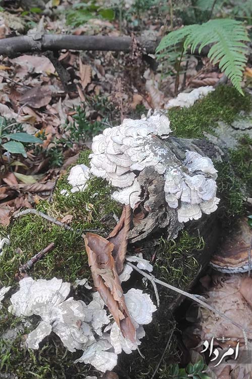 4e8f2af7 9ed0 4ef7 9b88 494e604cc3de