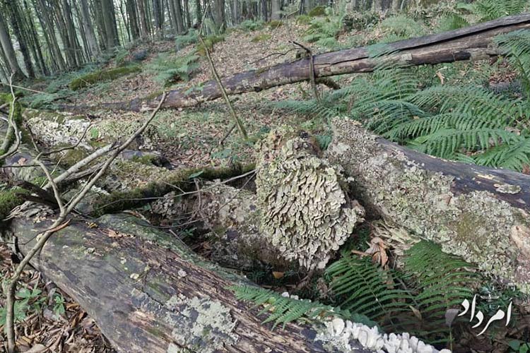 d9a28c25 46fc 4868 b83c 08c99254d809