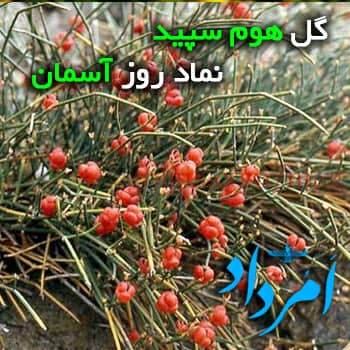 آسمان گل هوم