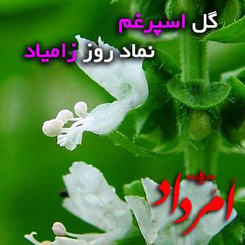 اسپرغم زامیاد