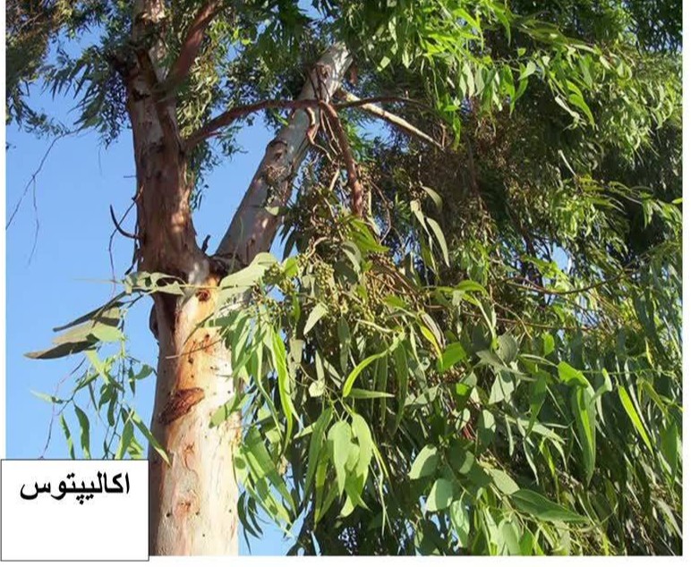 منابع آبی، گونههای گیاهی، اماکن مقدس زرتشتیان 3 اکالیپتوس