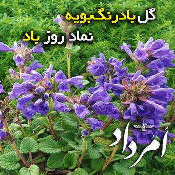 باد بادنگ بویه