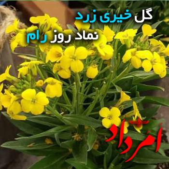 رام خیری زرد