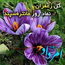 زعفران مانتره سپند