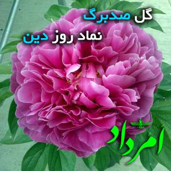 صد برگ دین