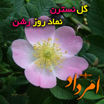 نسترن رشن