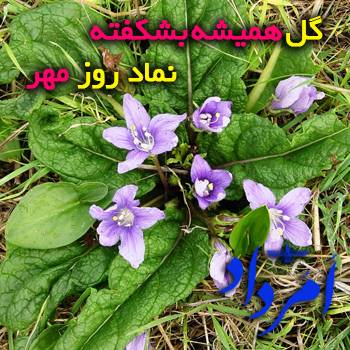 نماد مهر گل بشکفته