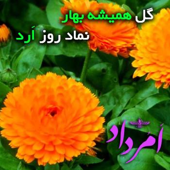 همیشه بهار ارد ایزد