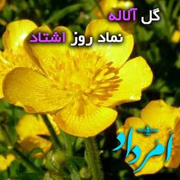 گل اشتاد ایزد آلاله