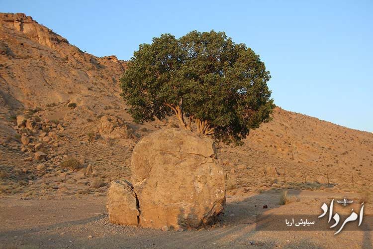 پدیده طبیعی و شگفت اَنگیز سبز ارسنجان