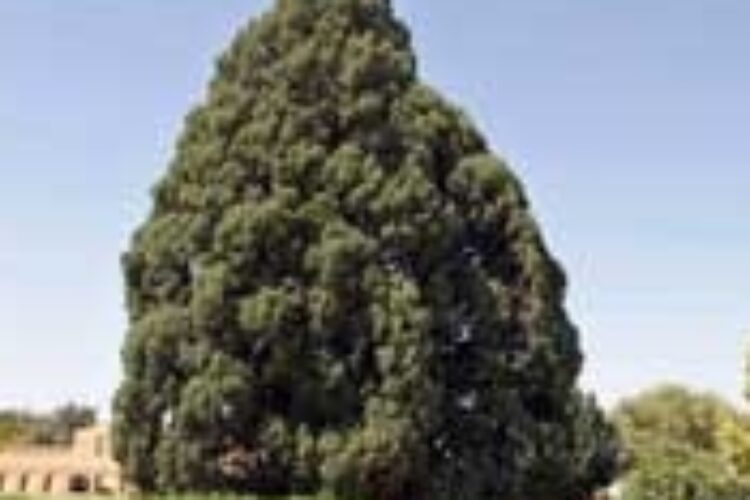 1469446309Aks-Amordadgan