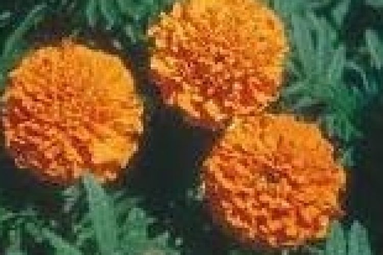 1470122122hamishe_beshkofte