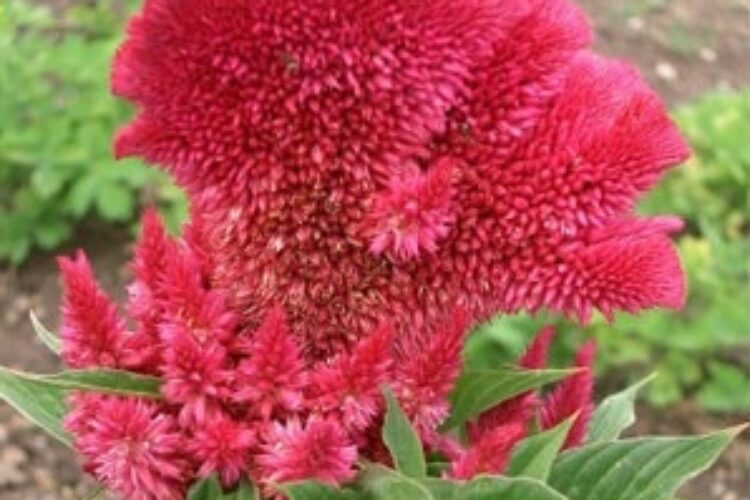 1470334276gol-taj-khoroos