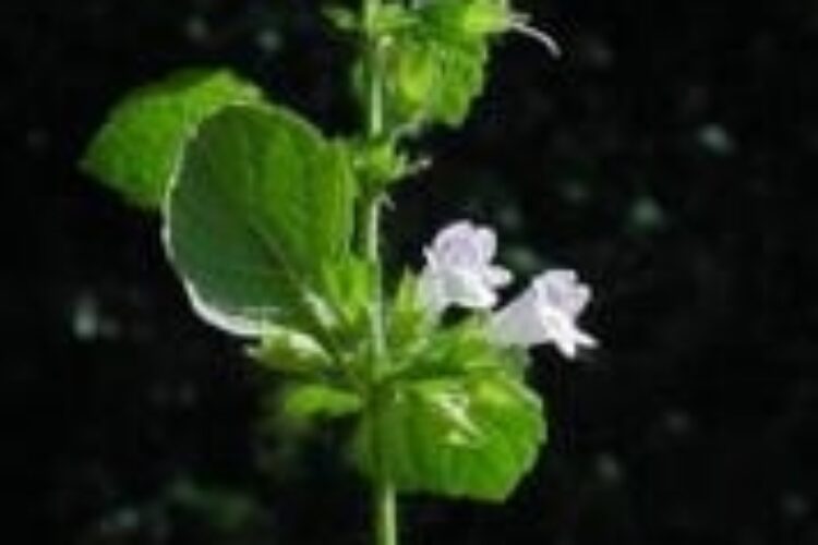 1470555191badrang-booye