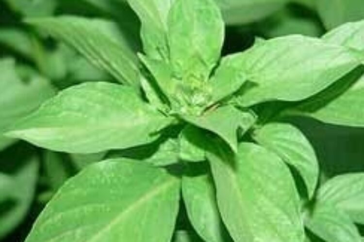 1471142861banoo_spargham