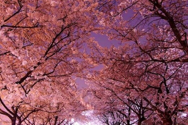 1524075402ordibehesht