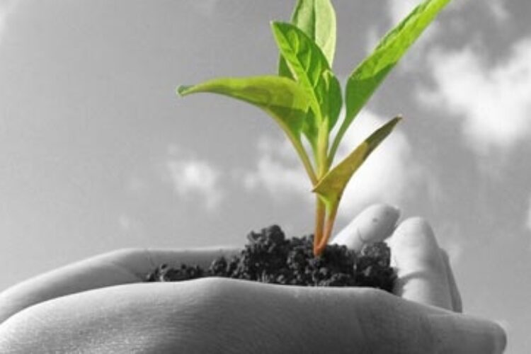 1563008010agriculture