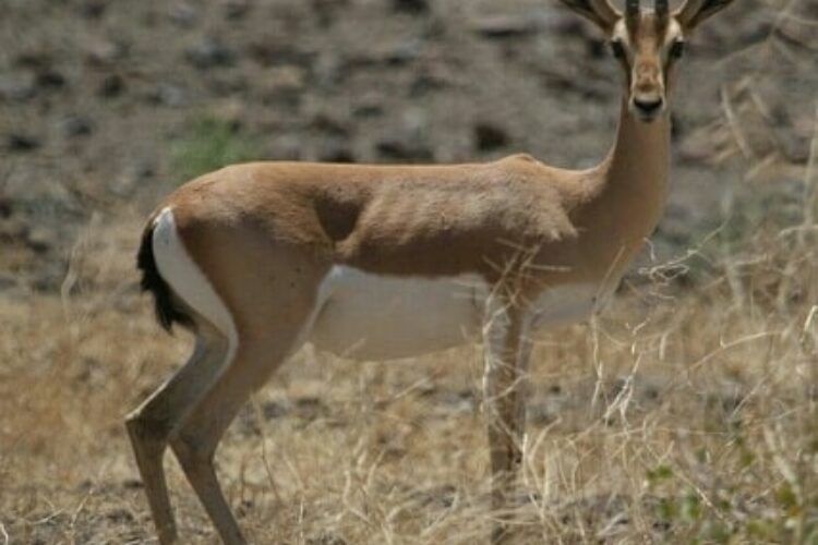 1564994148khartooran2