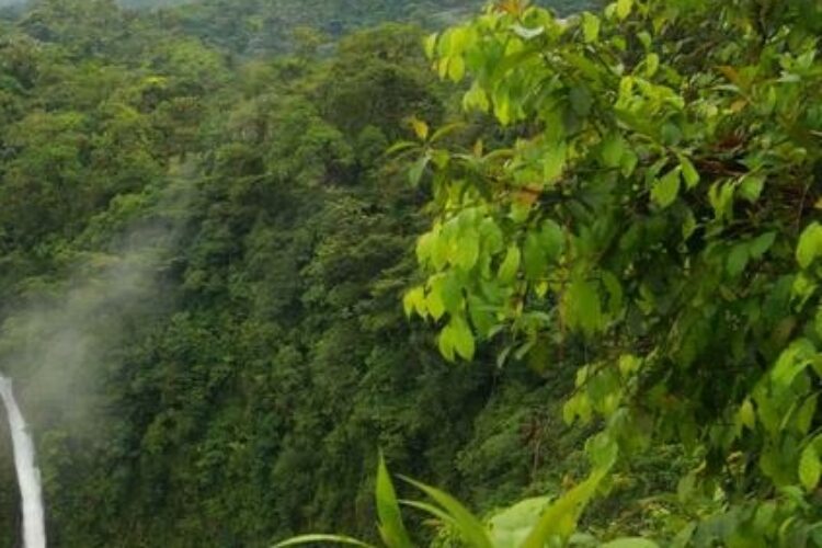 1573295336hirkani-jungle