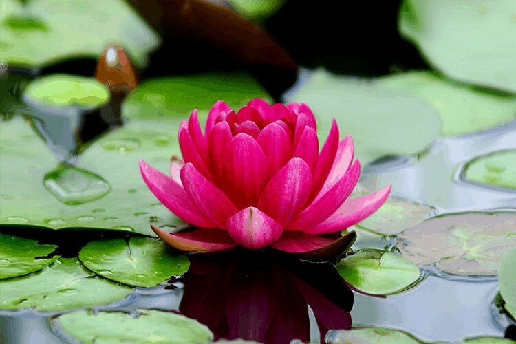 Lotus-flower