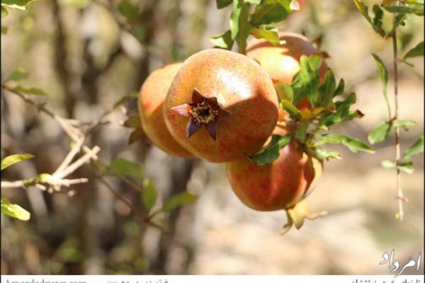 anar2