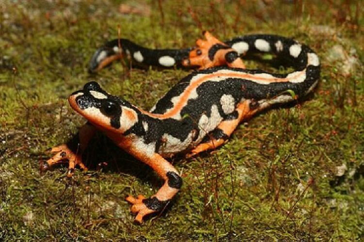 Kaiser Newt, Neurergus kaiseri, Iran mountains