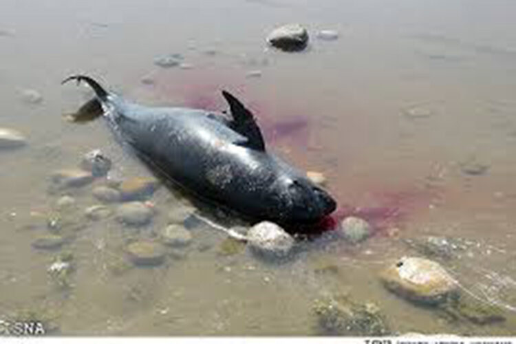 dolfin