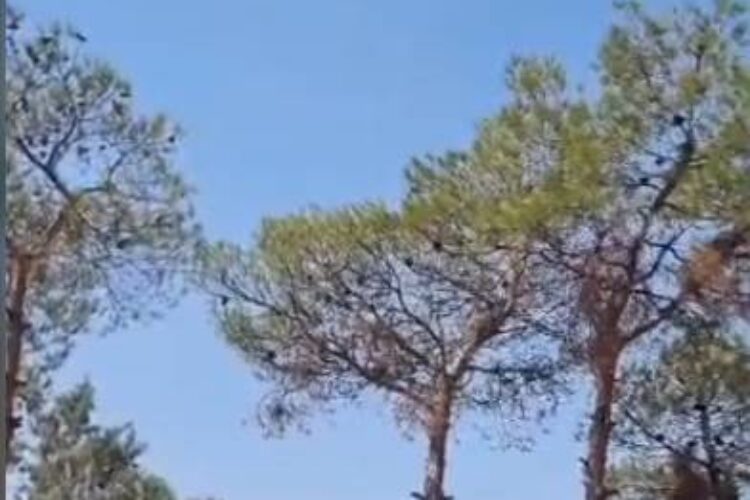 image.png(1)