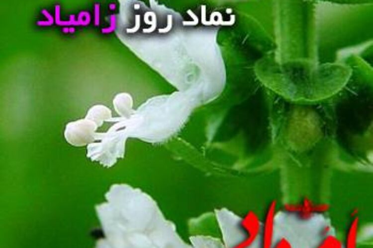 اسپرغم زامیاد