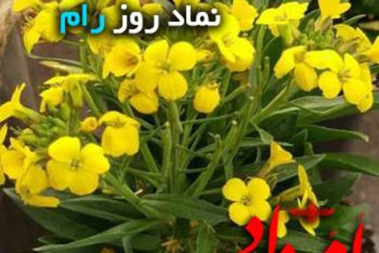 رام خیری زرد