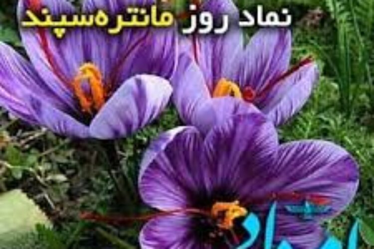 زعفران مانتره سپند