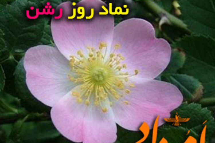 نسترن رشن