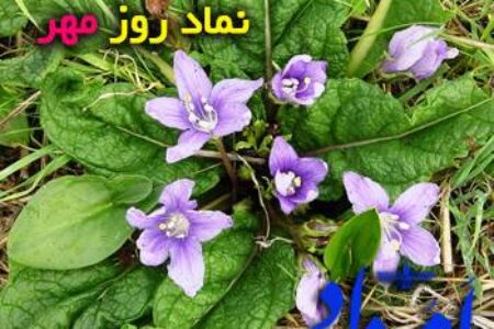نماد مهر گل بشکفته