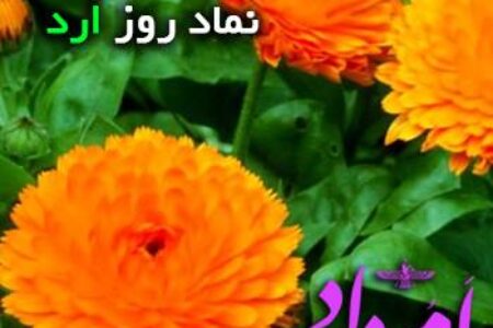 همیشه بهار ارد ایزد