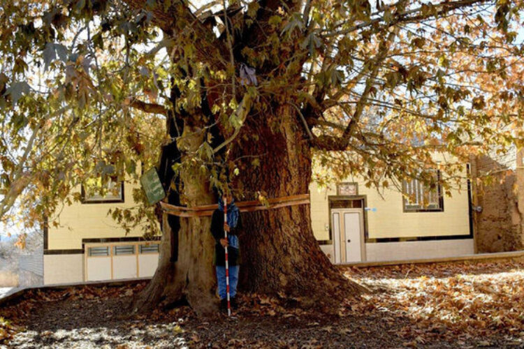 چنار 800 ساله نصراباد یزد